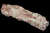 Devonian Petrified Wood (Callixylon) Section - Oldest True Wood #91785-1